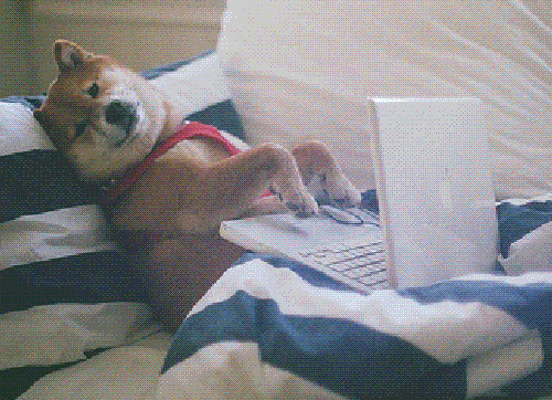 Dog typing in bed
