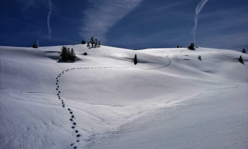 A snowy hillside dotted with trees. A line of tracks runs through the snow and up the hill.